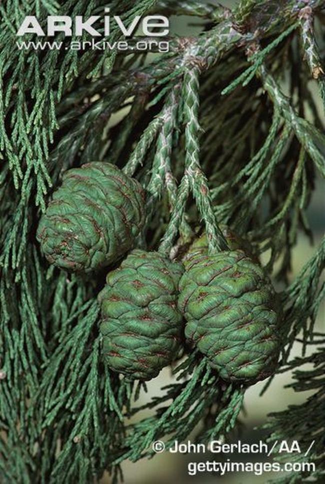 Giant-sequoia-foliage-and-cones resized