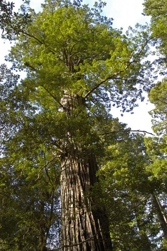 REDWOOD TREE RESIZED