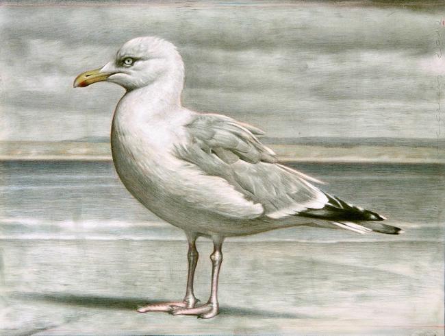 B-Colored Gull_Graphite and Colored Pencil on Gesso Panel_12x16 2 copy