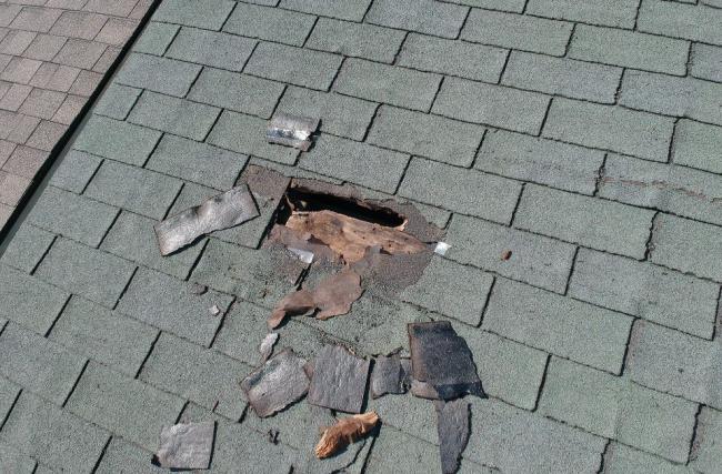 raccoon roof damage