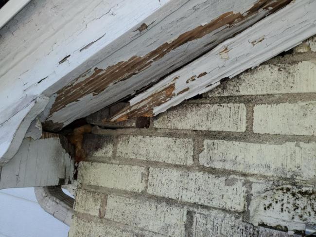 raccoon eave damage