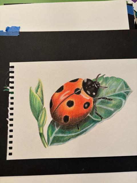 liz's lady bug